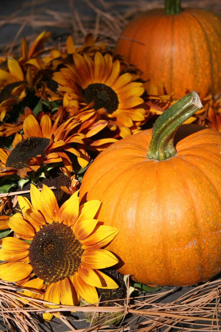 Pumpkin + Sunflower